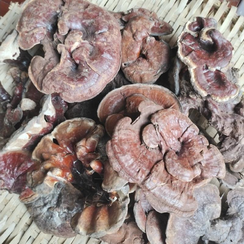 赤灵芝，深山大岭采摘，地地道道，实惠，公道，欢迎选购