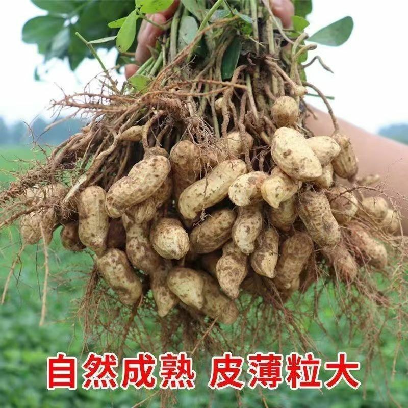 生花生
