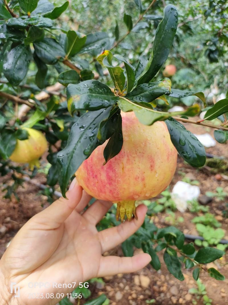 云南丽江永胜软籽石榴一件代发一手货源，场地直发