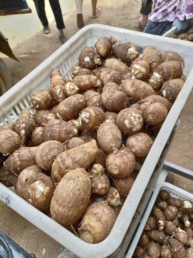 安丘诚信农产品购销大田沙土地芋头大量上市代收代发全国市场