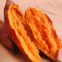 沙地红薯精品红薯烟薯鲜挖现发质量好价格便宜全国发货
