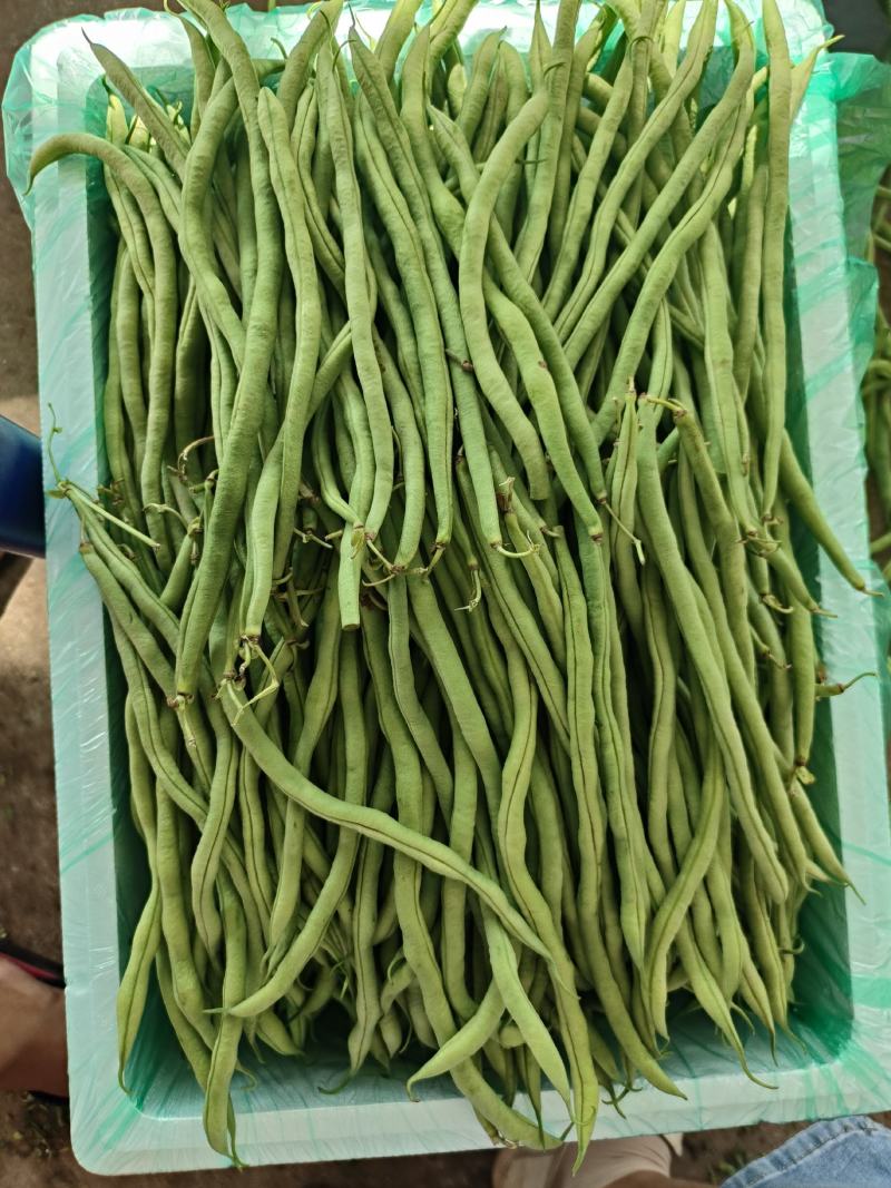 豆子