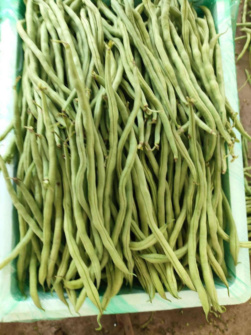 豆子