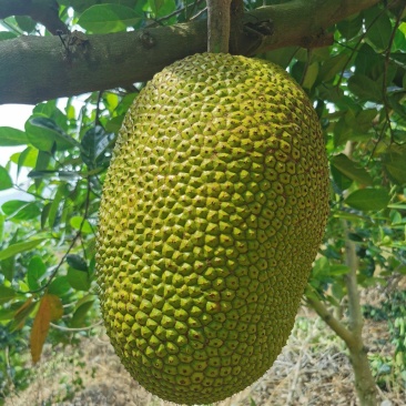 低海拔山地菠萝蜜蜜，山菠乐品牌，国家扶贫基地。