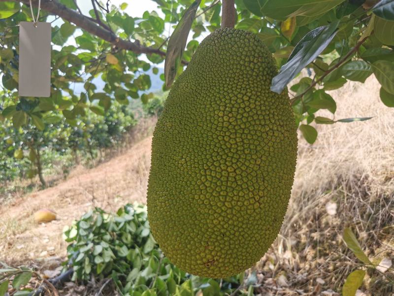 低海拔山地菠萝蜜蜜，山菠乐品牌，国家扶贫基地。