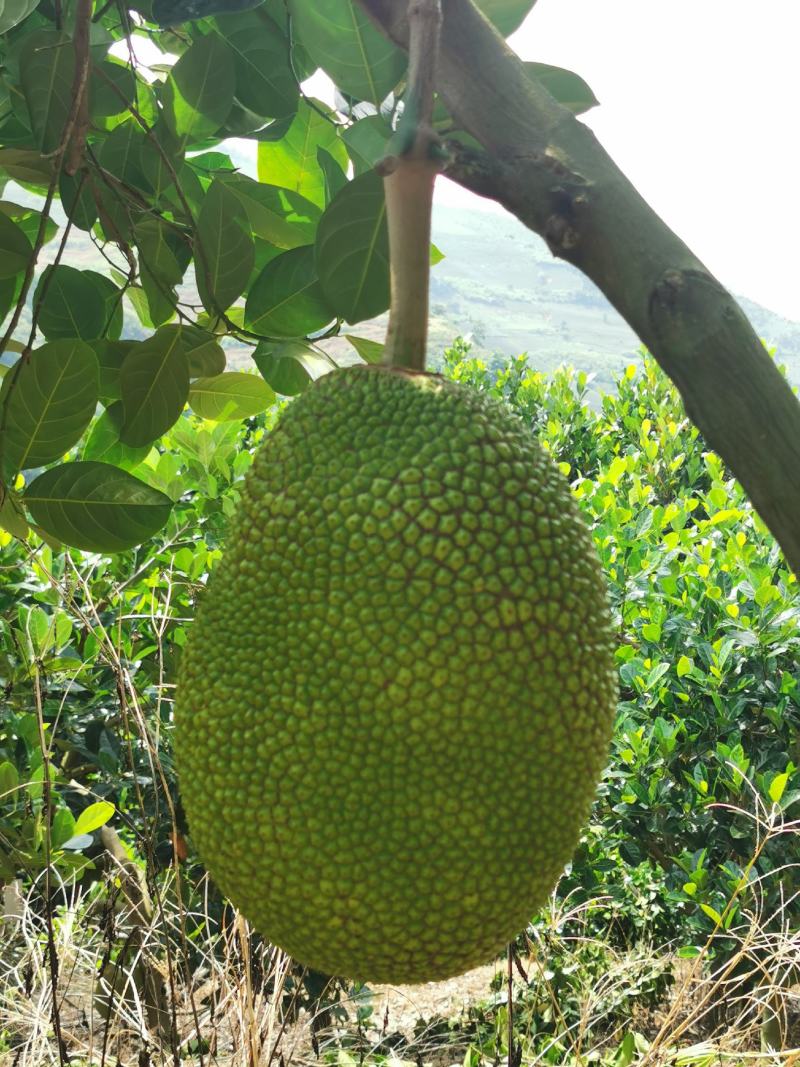 低海拔山地菠萝蜜蜜，山菠乐品牌，国家扶贫基地。