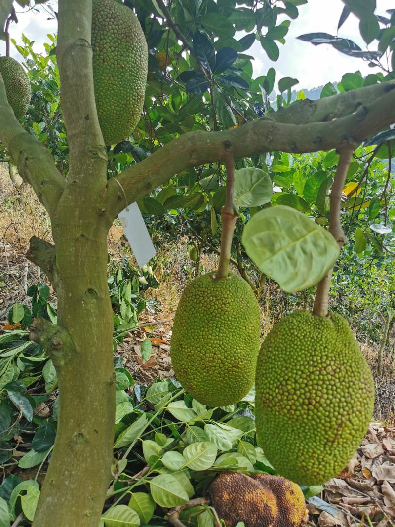 低海拔山地菠萝蜜蜜，山菠乐品牌，国家扶贫基地。