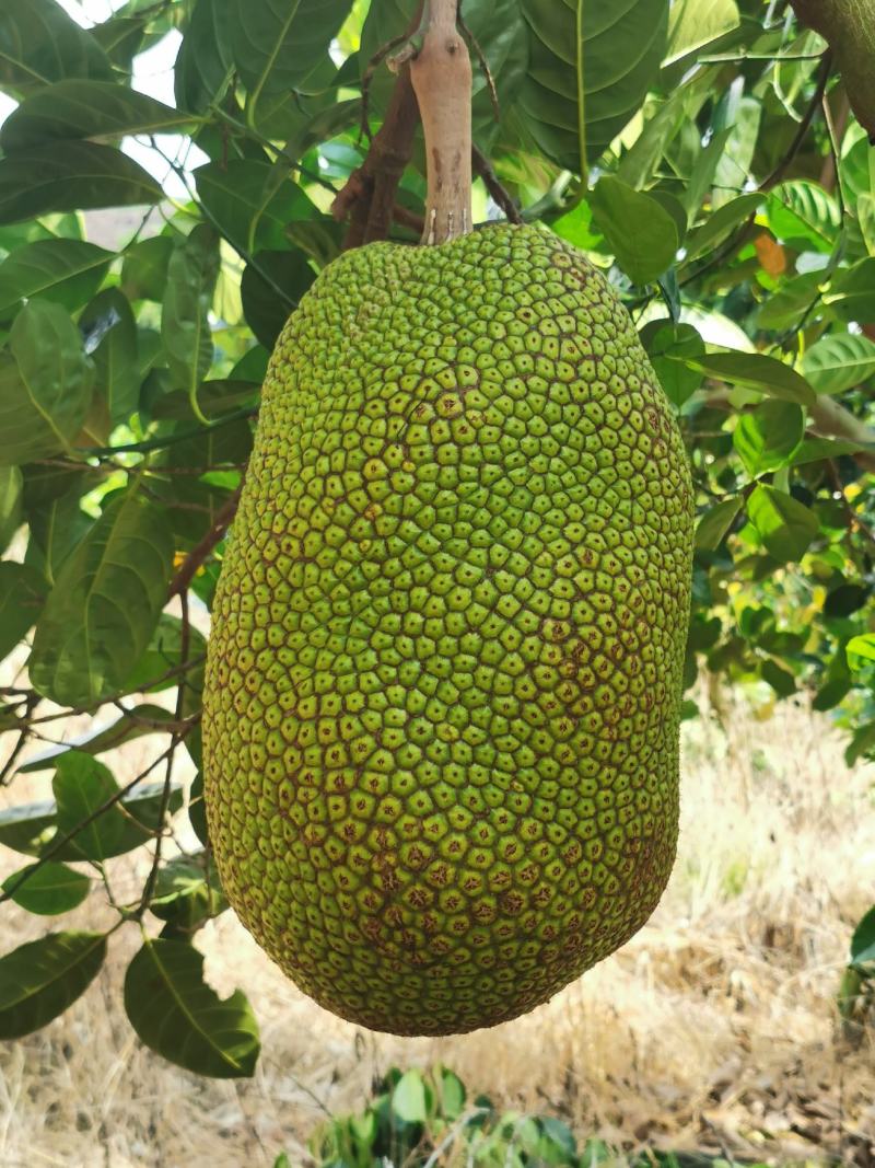 低海拔山地菠萝蜜蜜，山菠乐品牌，国家扶贫基地。