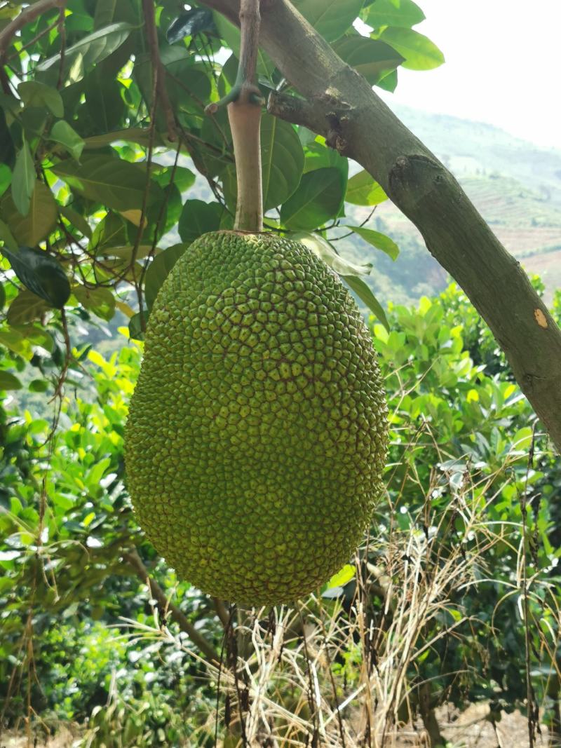 低海拔山地菠萝蜜蜜，山菠乐品牌，国家扶贫基地。