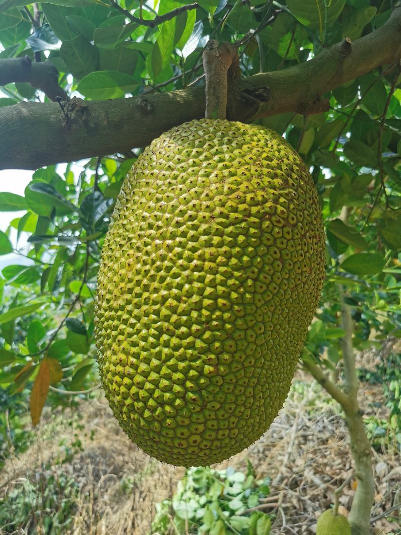 低海拔山地菠萝蜜蜜，山菠乐品牌，国家扶贫基地。