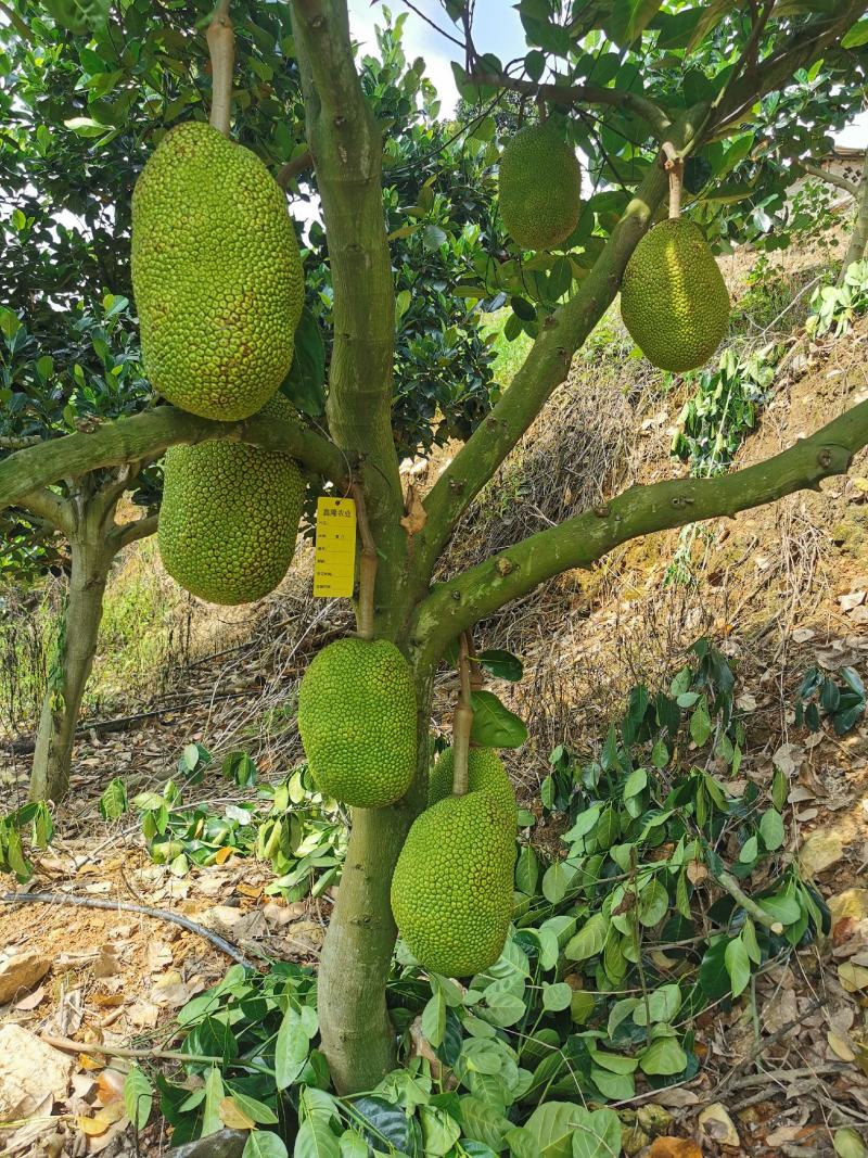 低海拔山地菠萝蜜蜜，山菠乐品牌，国家扶贫基地。