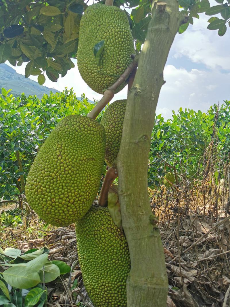 低海拔山地菠萝蜜蜜，山菠乐品牌，国家扶贫基地。