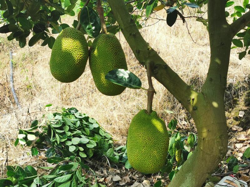 低海拔山地菠萝蜜蜜，山菠乐品牌，国家扶贫基地。
