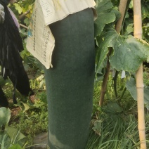 黑皮冬瓜