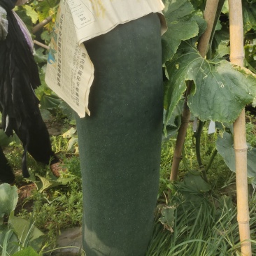 黑皮冬瓜