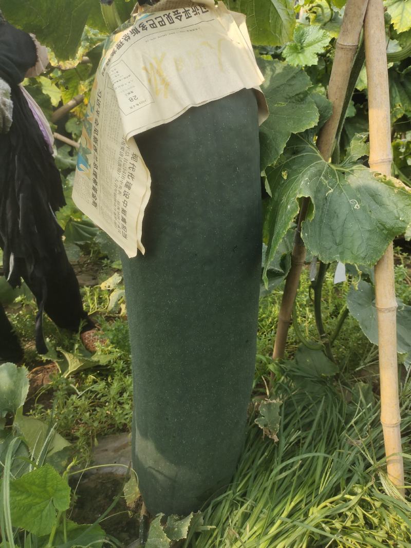 黑皮冬瓜