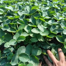 农户种植苗宁玉苗妙香苗无病无菌根系发达