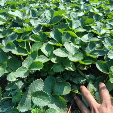 农户种植苗宁玉苗妙香苗无病无菌根系发达