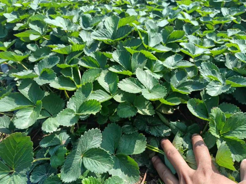 农户种植苗宁玉苗妙香苗无病无菌根系发达
