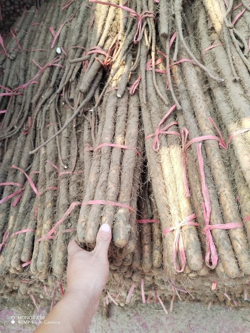 铁棍山药代办出售，各路货规格齐全，质量好，价格真实合理