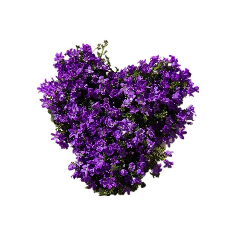薰衣草种子四季易种贵妇人普罗旺斯薰衣草种子多年生花草种子