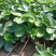 农户种植苗宁玉苗妙香苗无病无菌根系发达