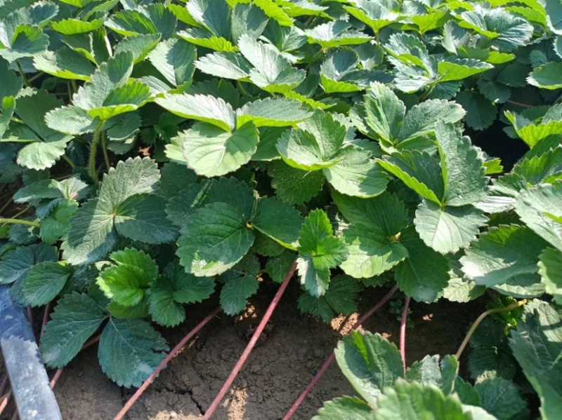 农户种植苗宁玉苗妙香苗无病无菌根系发达
