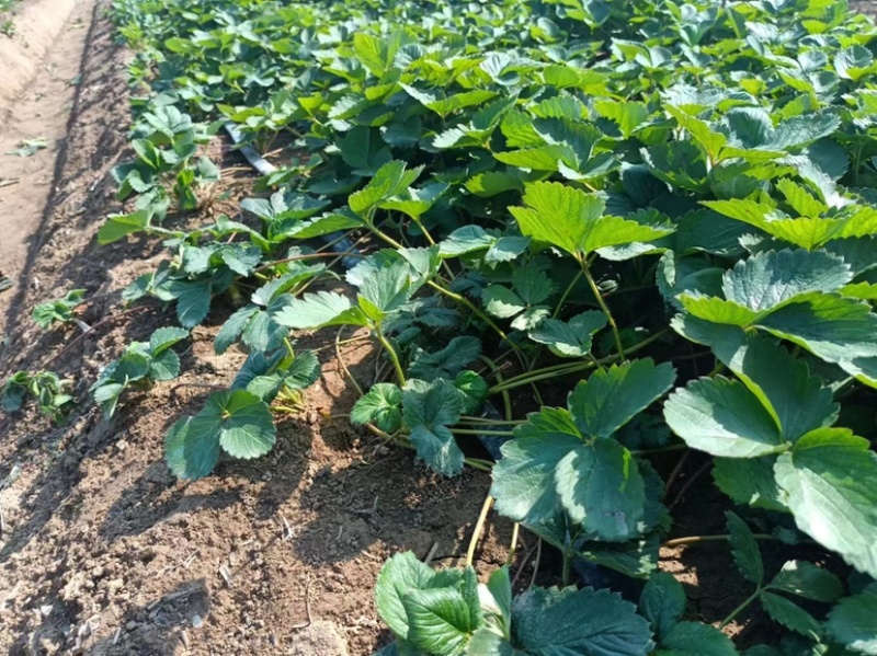农户种植苗宁玉苗妙香苗无病无菌根系发达