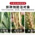 【小麦专用拌种剂】小麦包衣拌种剂苯醚咯噻虫防虫防病种衣剂