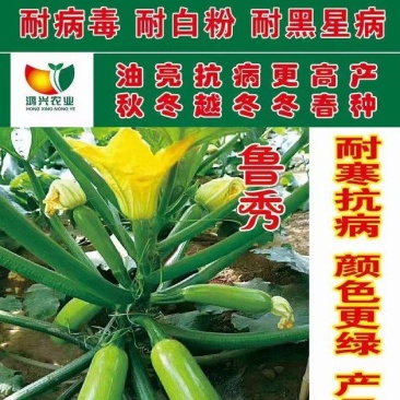 绿皮西葫芦种子鲁秀翠绿色抗病毒抗白粉早春秋延越冬