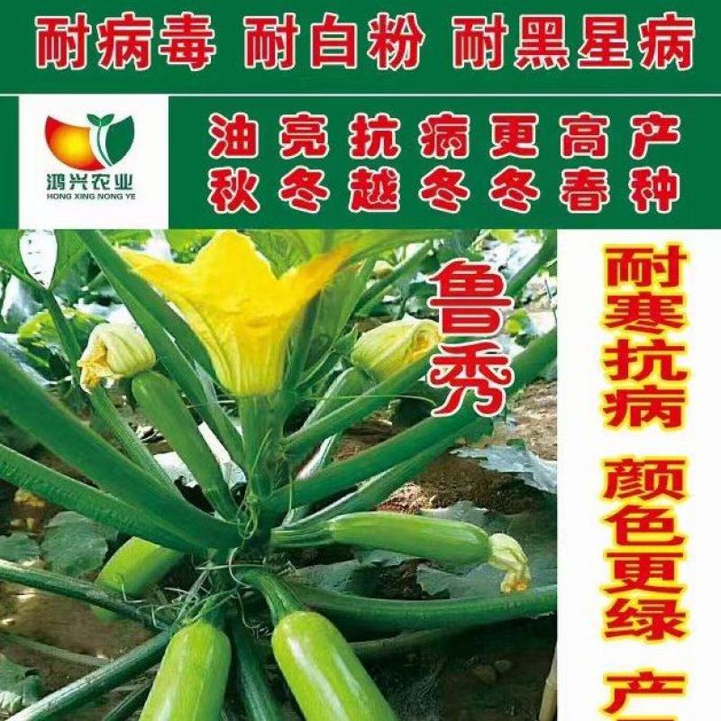 绿皮西葫芦种子鲁秀翠绿色抗病毒抗白粉早春秋延越冬