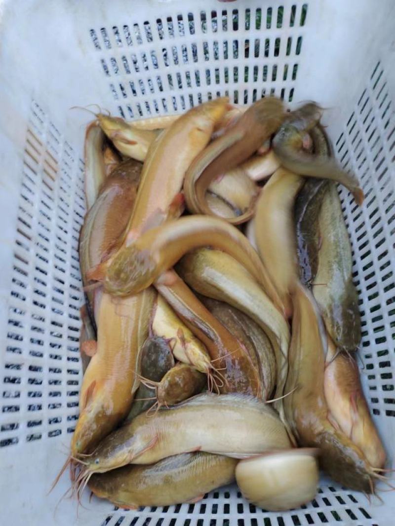 三黄塘鲺开卖了！！要货的老板联系