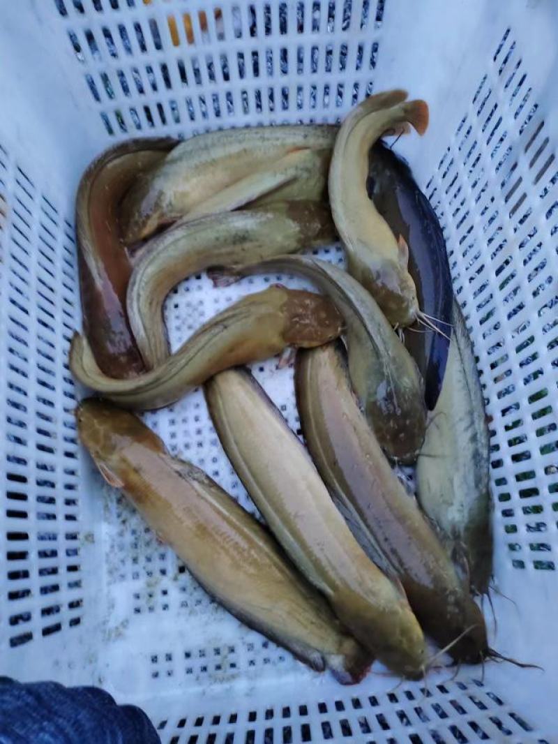 三黄塘鲺开卖了！！要货的老板联系