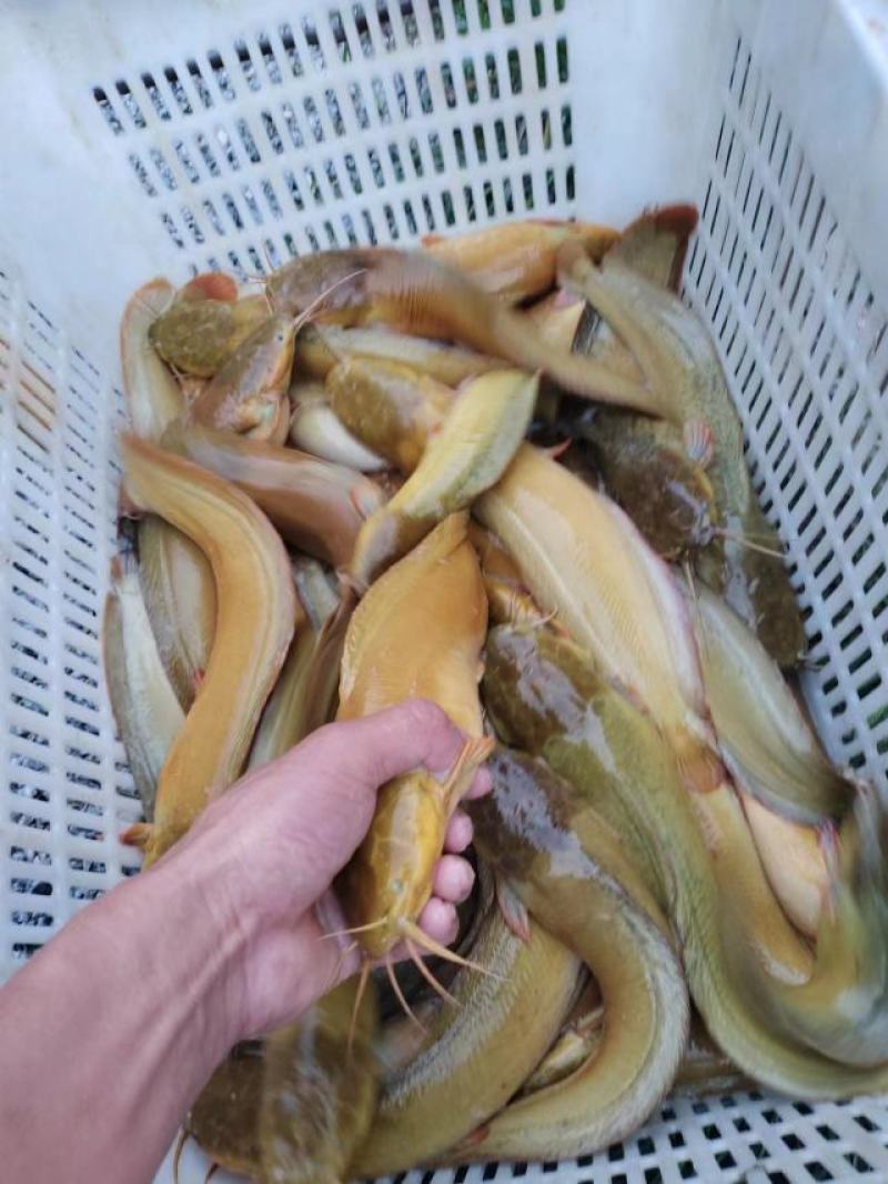 三黄塘鲺开卖了！！要货的老板联系
