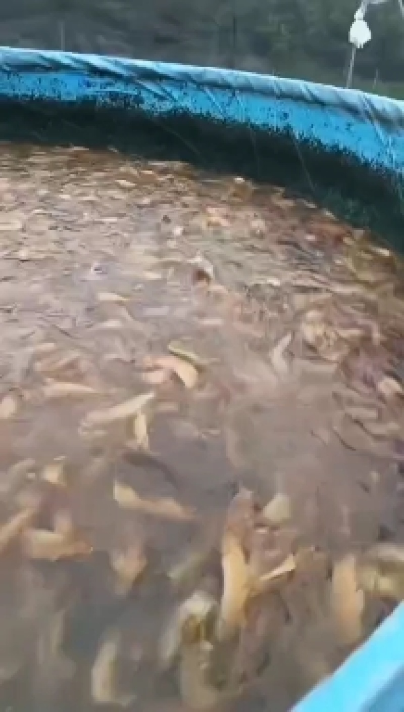 三黄塘鲺开卖了！！要货的老板联系