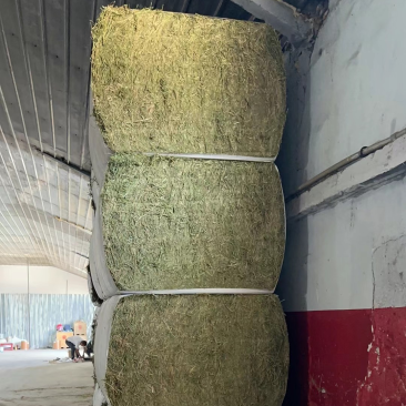 哈萨克斯坦进口苜蓿草高蛋白高品质