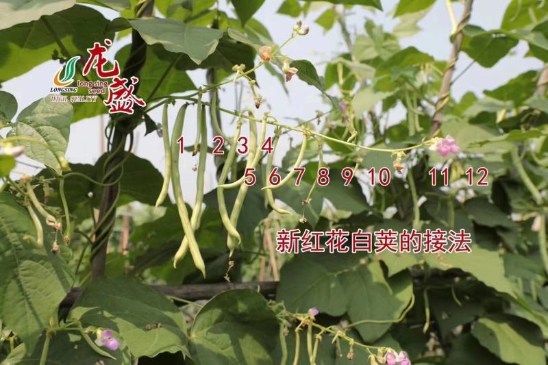 春秋架豆种子红花白荚四季豆种子早熟肉厚品质好纤维少