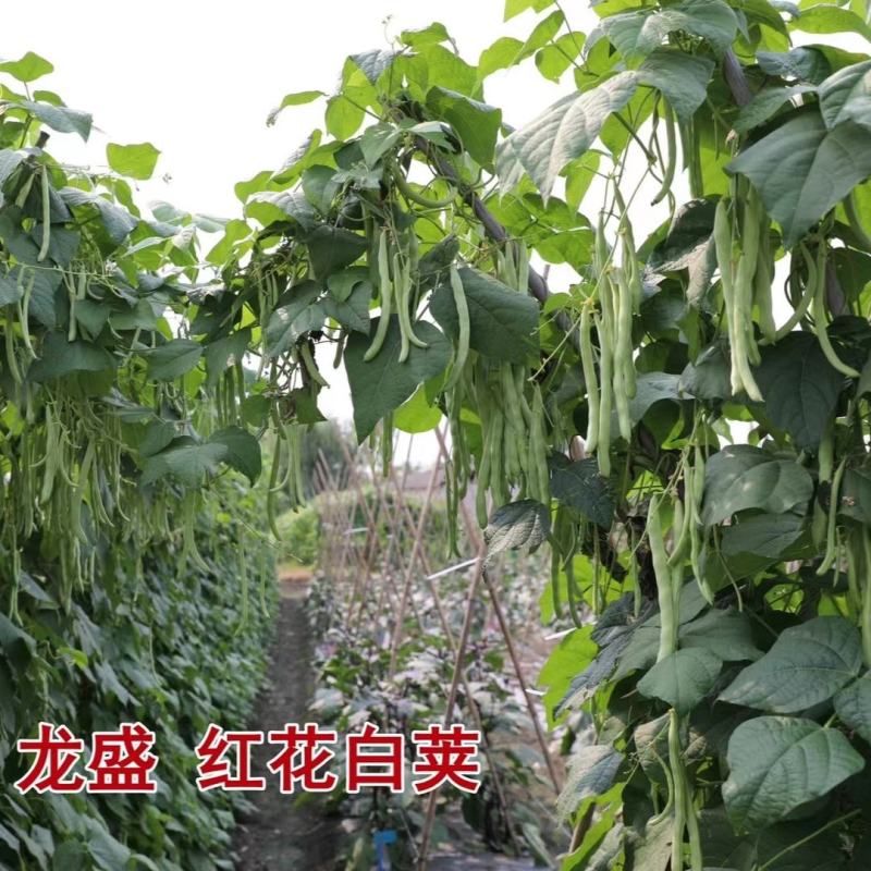 春秋架豆种子红花白荚四季豆种子早熟肉厚品质好纤维少