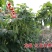 春秋架豆种子红花白荚四季豆种子早熟肉厚品质好纤维少