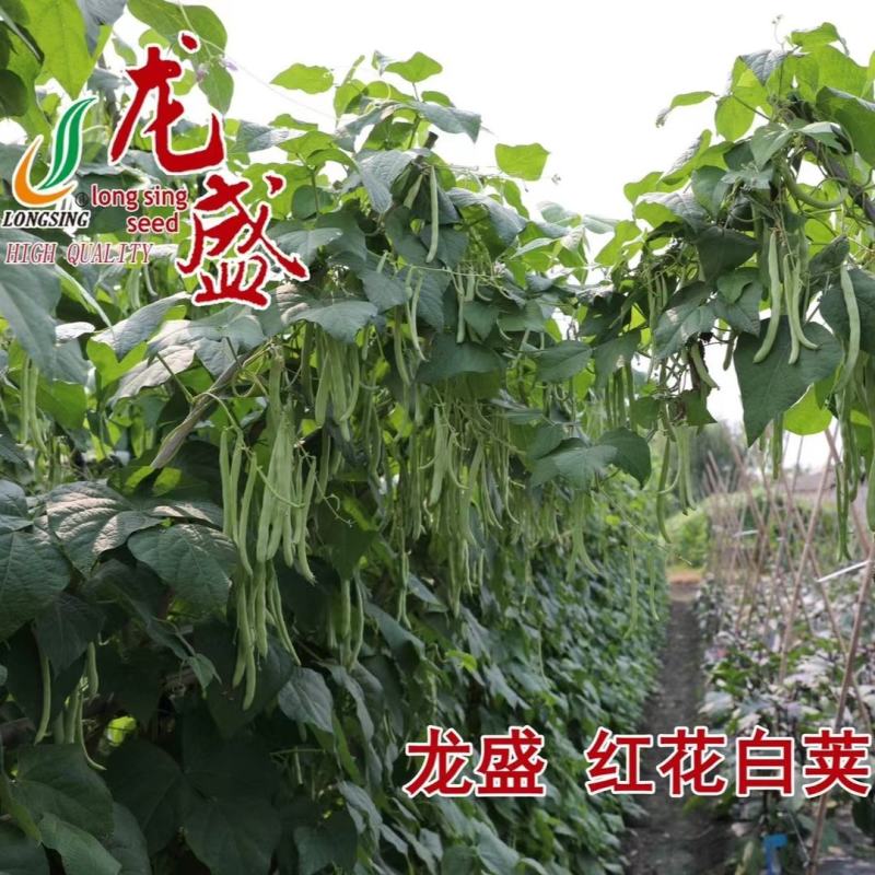 春秋架豆种子红花白荚四季豆种子早熟肉厚品质好纤维少