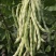 春秋架豆种子红花白荚四季豆种子早熟肉厚品质好纤维少