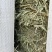 哈萨克斯坦进口苜蓿草高蛋白高品质