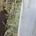 哈萨克斯坦进口苜蓿草高蛋白高品质