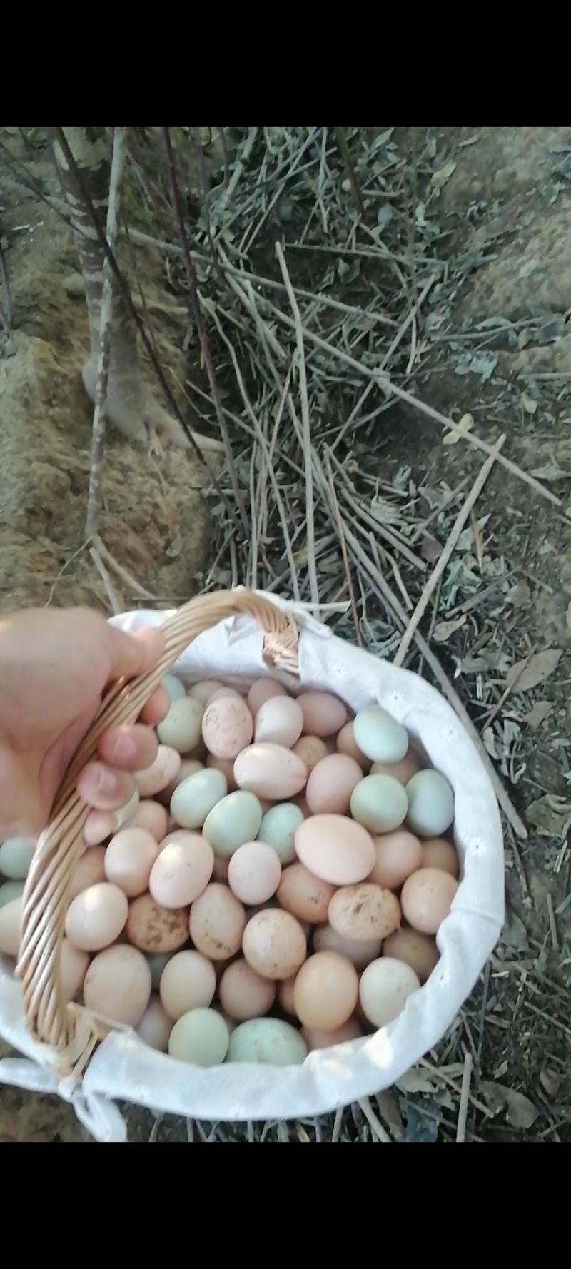 土鸡蛋湖北直发保质保量供货价钱实惠