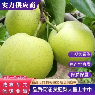 安徽皇冠梨基地一手货源电商商超大量上市中