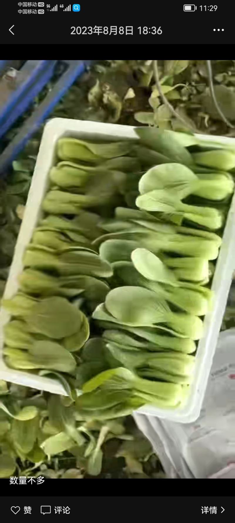 油菜无公害蔬菜基地在北京大兴自产自销。