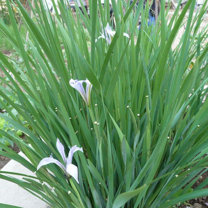 马莲种子草本植物花种籽子马兰种子马蔺种子马莲花种子四季易