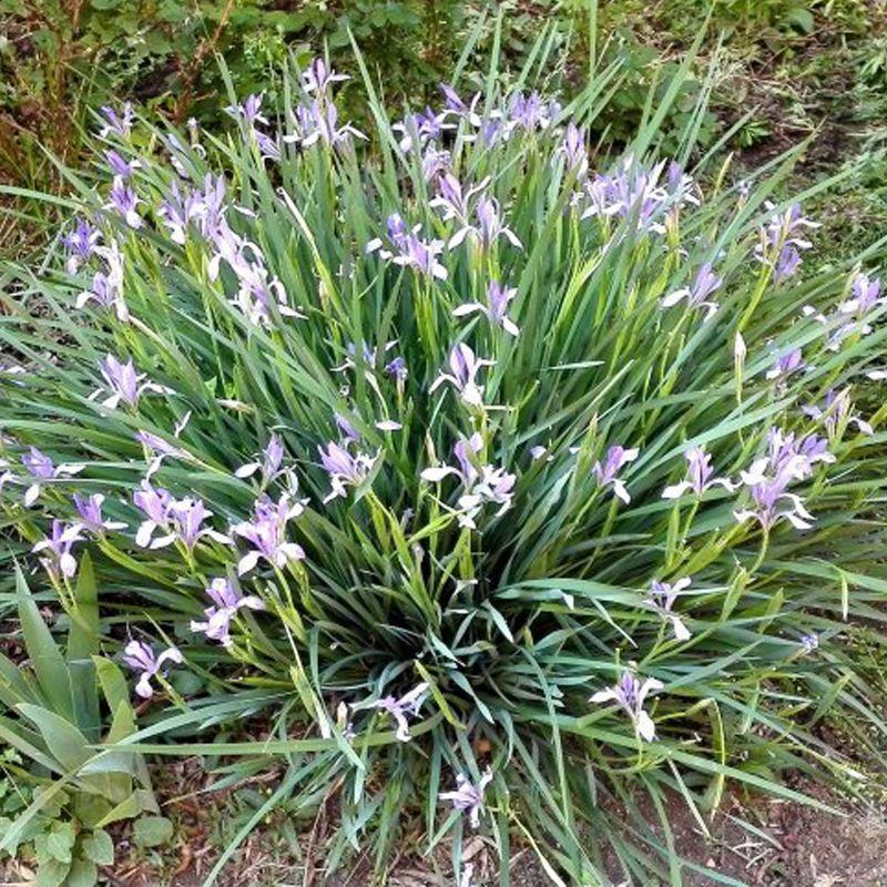 马莲种子草本植物花种籽子马兰种子马蔺种子马莲花种子四季易