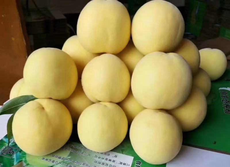 中国黄桃之乡，正宗炎陵高山黄桃，脆口香甜