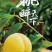 中国黄桃之乡，正宗炎陵高山黄桃，脆口香甜